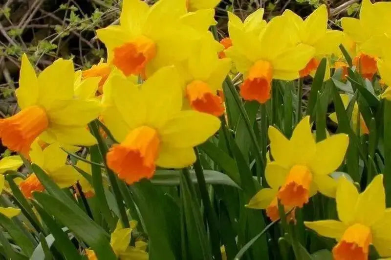 DAFFODIL, Narcissus JETFIRE (Bulbs) Early Blooming,Now SHIPPING! - Caribbean garden seed