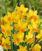 DAFFODIL, Narcissus JETFIRE (Bulbs) Early Blooming,Now SHIPPING! - Caribbean garden seed