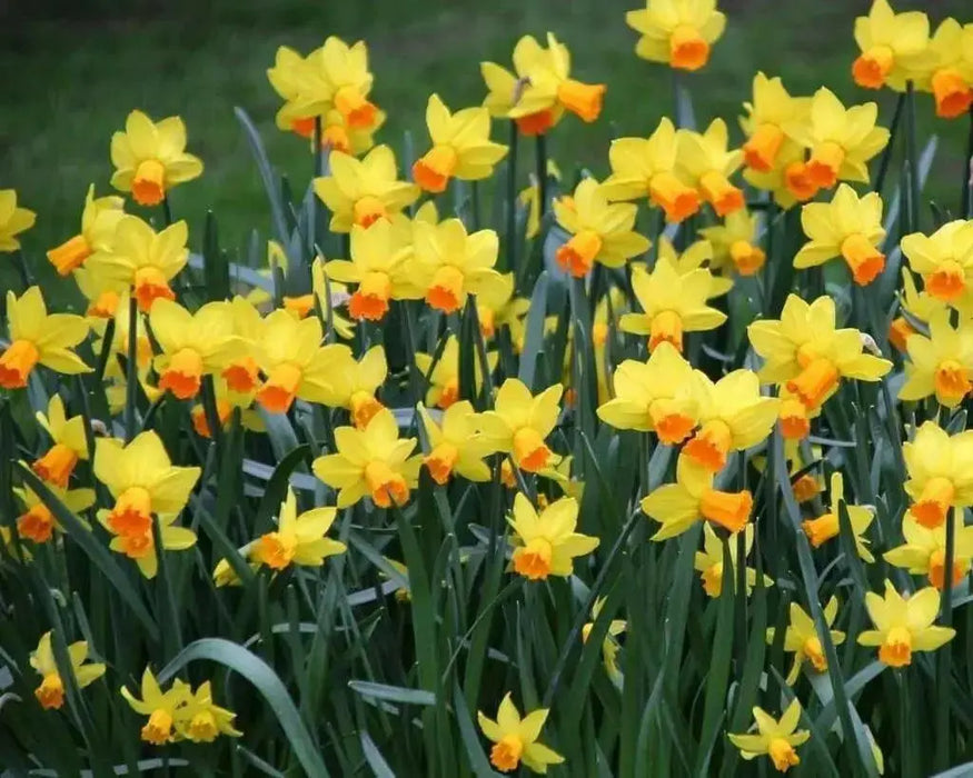 DAFFODIL, Narcissus JETFIRE (Bulbs) Early Blooming,Now SHIPPING! - Caribbean garden seed