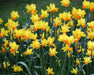 DAFFODIL, Narcissus JETFIRE (Bulbs) Early Blooming,Now SHIPPING! - Caribbean garden seed