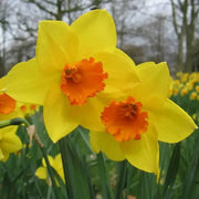 DAFFODIL, Narcissus JETFIRE (Bulbs) Early Blooming,Now SHIPPING! - Caribbean garden seed