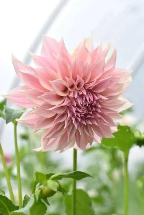 Dahlia cafe au lait  (Tuber) PERENNIAL Flowers - Caribbean garden seed