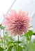 Dahlia cafe au lait  (Tuber) PERENNIAL Flowers - Caribbean garden seed