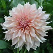 Dahlia cafe au lait  (Tuber) PERENNIAL Flowers - Caribbean garden seed