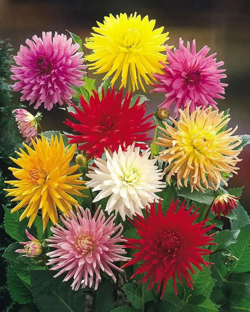 DAHLIA CACTUS MIX( Tuber ) Blooms Summer to fall - Caribbean garden seed