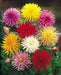 DAHLIA CACTUS MIX( Tuber ) Blooms Summer to fall - Caribbean garden seed
