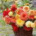 DAHLIA CACTUS MIX( Tuber ) Blooms Summer to fall - Caribbean garden seed