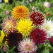 DAHLIA CACTUS MIX( Tuber ) Blooms Summer to fall - Caribbean garden seed