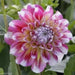 Dahlia Decorative Hawaii (2 Tuber) Great Cut Flowers,Bloom Summer to fall - Caribbean garden seed