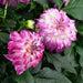 Dahlia Darlin Abstract Fuchsia ( STARTER PLANT) SUMMER Flowers - Caribbean garden seed
