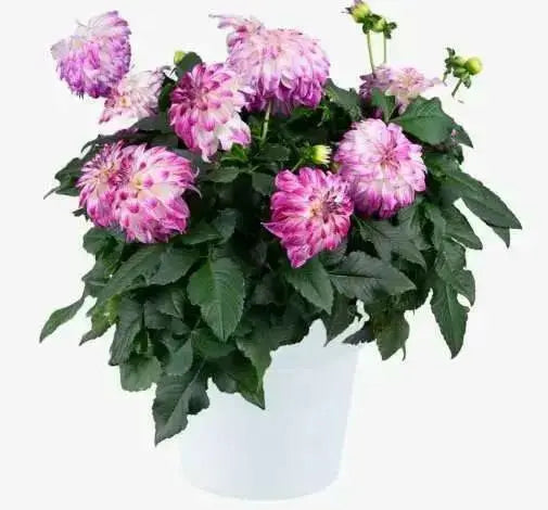 Dahlia Darlin Abstract Fuchsia ( STARTER PLANT) SUMMER Flowers - Caribbean garden seed