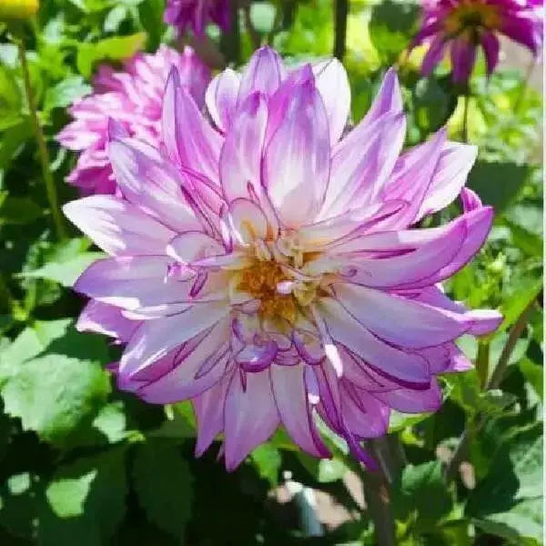 Dahlia Darlin Abstract Fuchsia ( STARTER PLANT) SUMMER Flowers - Caribbean garden seed