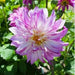 Dahlia Darlin Abstract Fuchsia ( STARTER PLANT) SUMMER Flowers - Caribbean garden seed