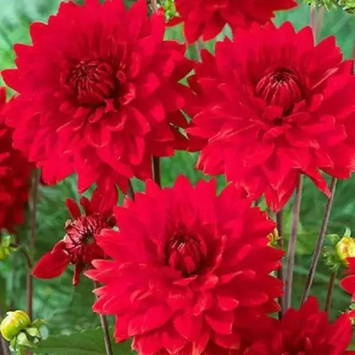 Dahlia Decorative, GARDEN WONDER ( Tuber) PERENNIAL  FLOWERS - Caribbean garden seed