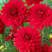 Dahlia Decorative, GARDEN WONDER ( Tuber) PERENNIAL  FLOWERS - Caribbean garden seed