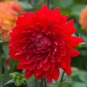 Dahlia Decorative, GARDEN WONDER ( Tuber) PERENNIAL  FLOWERS - Caribbean garden seed