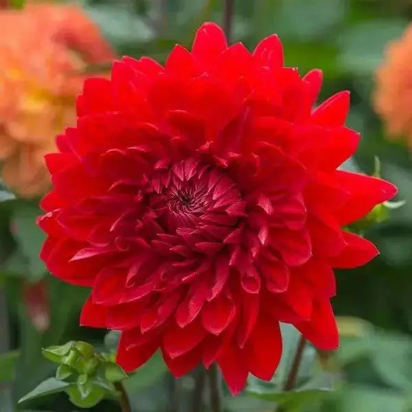Dahlia Decorative, GARDEN WONDER ( Tuber) PERENNIAL  FLOWERS - Caribbean garden seed