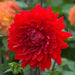 Dahlia Decorative, GARDEN WONDER ( Tuber) PERENNIAL  FLOWERS - Caribbean garden seed