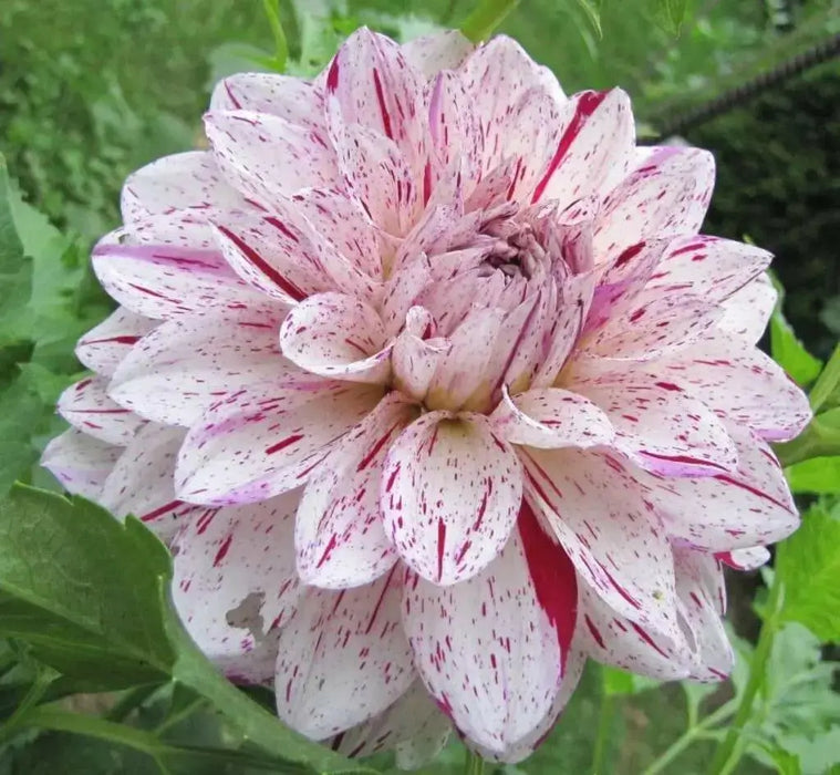 Dahlia Decorative BONESTA ( Tuber) PERENNIAL  FLOWERS - Caribbean garden seed