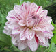 Dahlia Decorative BONESTA ( Tuber) PERENNIAL  FLOWERS - Caribbean garden seed