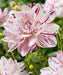 Dahlia Decorative BONESTA ( Tuber) PERENNIAL  FLOWERS - Caribbean garden seed