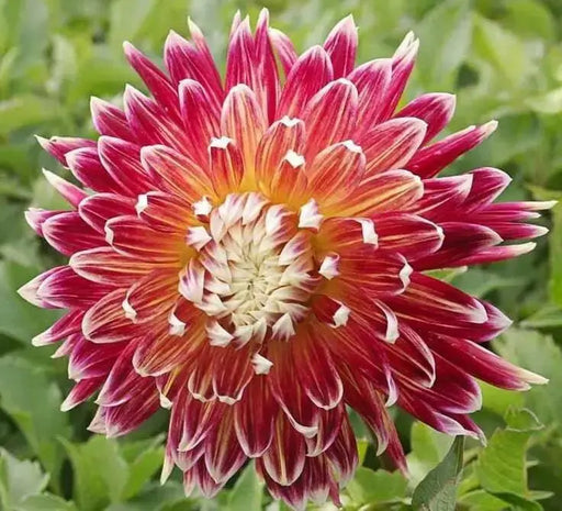 Dahlia Dinnerplate AKITA (Tuber) Great Cut Flowers, - Caribbean garden seed