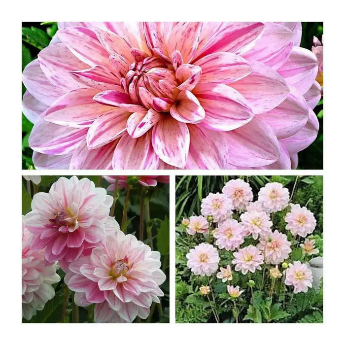 Dahlia Decorative BONESTA ( Tuber) PERENNIAL  FLOWERS - Caribbean garden seed