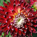 Dahlia Dinnerplate AKITA (Tuber) Great Cut Flowers, - Caribbean garden seed