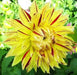 DAHLIA DINNERPLATE Cambridge'(Tuber ) Perennial - Caribbean garden seed