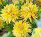 DAHLIA DINNERPLATE Cambridge'(Tuber ) Perennial - Caribbean garden seed