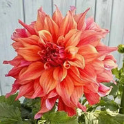 Dahlia Dinnerplate belle of barmera ( 1 Tuber ) Great Cut Flowers ! - Caribbean garden seed