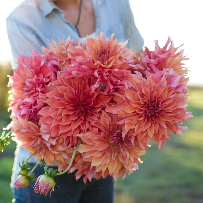 Dahlia Dinnerplate belle of barmera ( 1 Tuber ) Great Cut Flowers ! - Caribbean garden seed