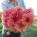 Dahlia Dinnerplate belle of barmera ( 1 Tuber ) Great Cut Flowers ! - Caribbean garden seed