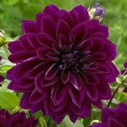 Dahlia Dinnerplate ,Thomas A. Edison, (  Tuber) SUMMER Flowers - Caribbean garden seed