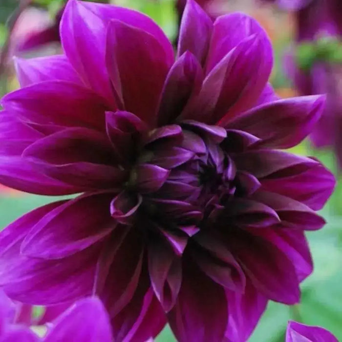 Dahlia Dinnerplate ,Thomas A. Edison, (  Tuber) SUMMER Flowers - Caribbean garden seed