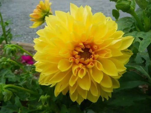 Dahlia Decorative Dazzling Sun ( Tuber) SUMMER Flowers - Caribbean garden seed