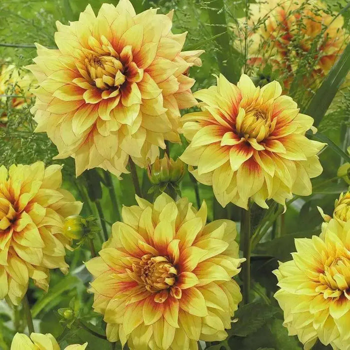 Dahlia Decorative Dazzling Sun ( Tuber) SUMMER Flowers - Caribbean garden seed