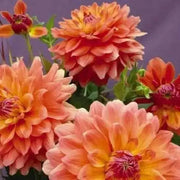 DAHLIA DINNERPLATE) ace summer sunset ( Tuber ) Perennial FLOWERS ! - Caribbean garden seed