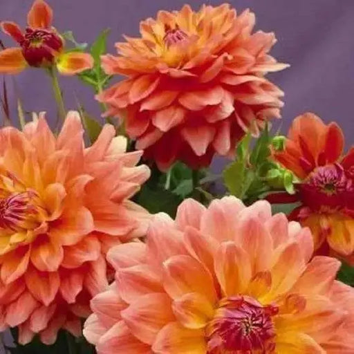 DAHLIA DINNERPLATE) ace summer sunset ( Tuber ) Perennial FLOWERS ! - Caribbean garden seed