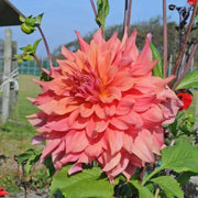 DAHLIA DINNERPLATE) ace summer sunset ( Tuber ) Perennial FLOWERS ! - Caribbean garden seed