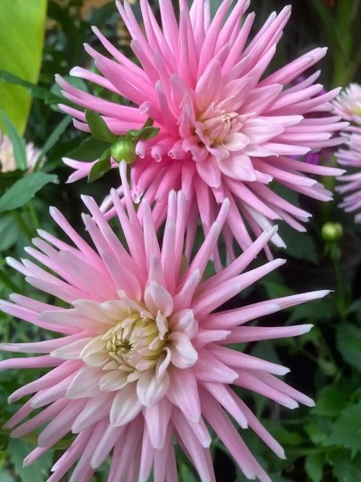 Dahlia Cactus MINGUS RANDY(tuber) PERENNIAL FLOWERS - Caribbean garden seed