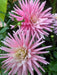 Dahlia Cactus MINGUS RANDY(tuber) PERENNIAL FLOWERS - Caribbean garden seed