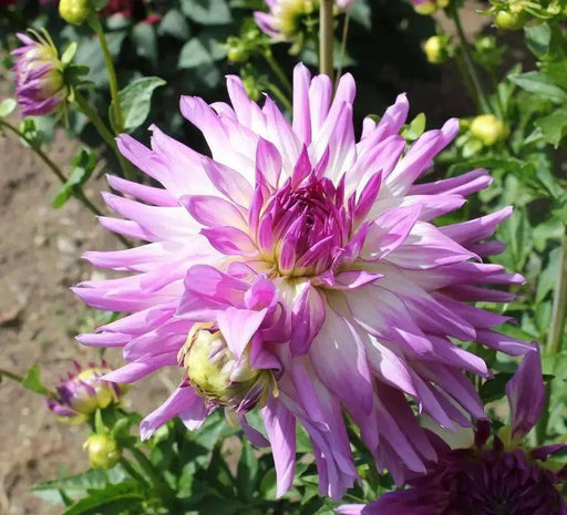 Dahlia Cactus MINGUS RANDY(tuber) PERENNIAL FLOWERS - Caribbean garden seed