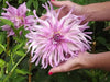 Dahlia Cactus MINGUS RANDY(tuber) PERENNIAL FLOWERS - Caribbean garden seed