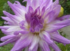 Dahlia Cactus MINGUS RANDY(tuber) PERENNIAL FLOWERS - Caribbean garden seed