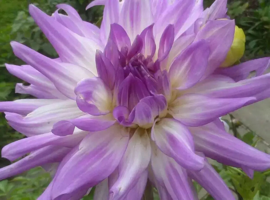Dahlia Cactus MINGUS RANDY(tuber) PERENNIAL FLOWERS - Caribbean garden seed