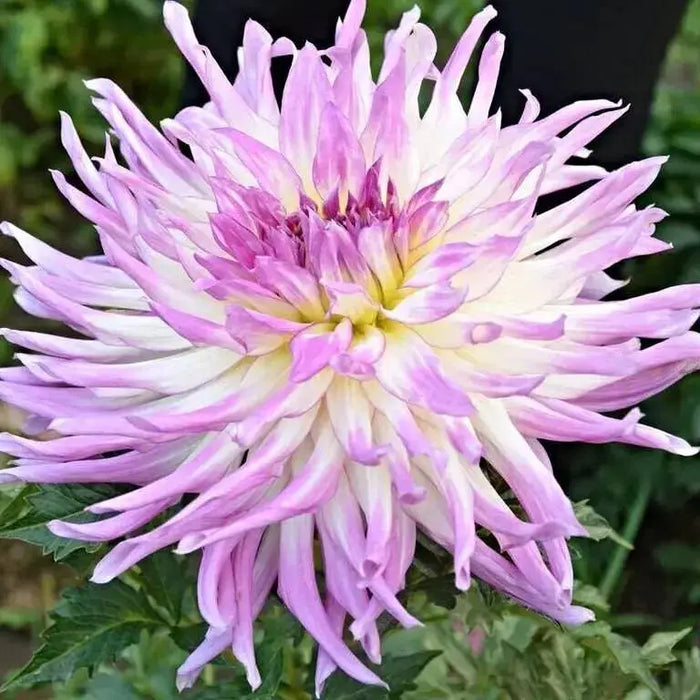 Dahlia Cactus MINGUS RANDY(tuber) PERENNIAL FLOWERS - Caribbean garden seed