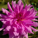 Dahlia Dinnerplate - Lavender Ruffles (  Tuber) - Caribbean garden seed