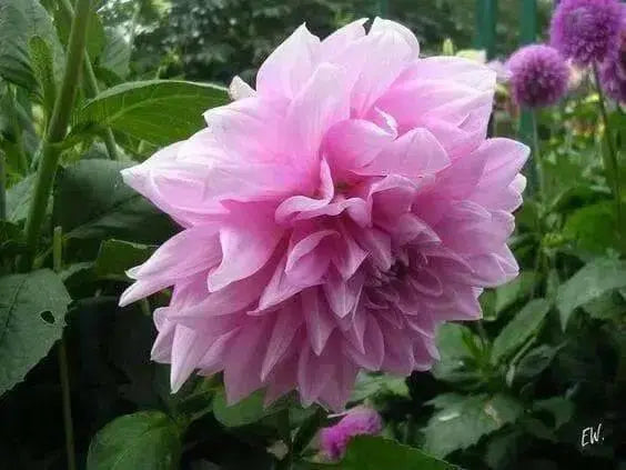Dahlia Dinnerplate - Lavender Ruffles (  Tuber) - Caribbean garden seed