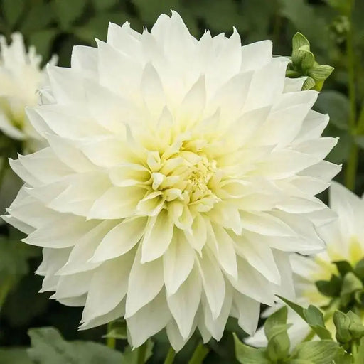Dahlia Fleurel  ,Dinnerplate (Tuber) Giant Flowers, - Caribbean garden seed